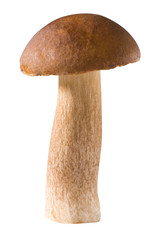 mushroom boletus edulis reticulatus isolated on white background