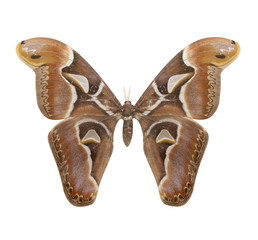 The giant butterfly called Cecropia Moth isolated on white backg