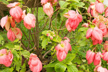 Mussaenda philippica Dona Luz, Family Rubiaceae