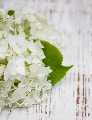 Obrazy  white hydrangea