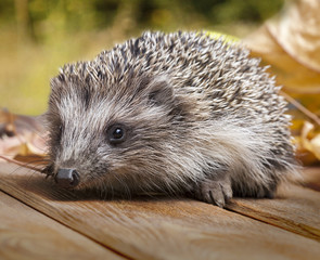Young hedgehog in autumn leaves