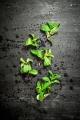 Bunches of fresh mint.