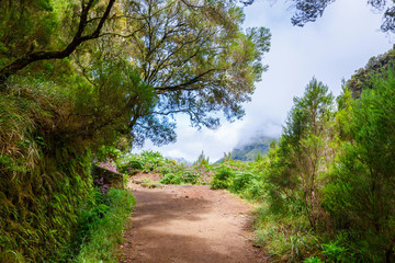 Fototapeta na wymiar laurel forest and Irrigation canal. Lewada das 25 fontes and Lewada do Risco , Madeira Island, Portugal