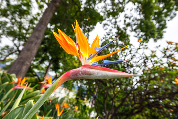 Fototapeta na wymiar Bird of Paradise flower, Strelitzia