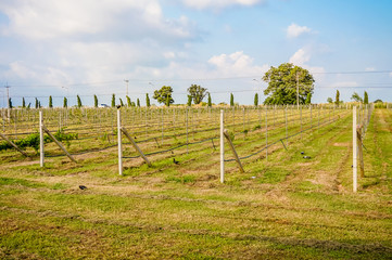 Vineyard with blue sky in Silver lake Grape Fruit Farm, Pattaya Thailand