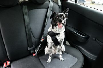 Dog Sitting In A Car