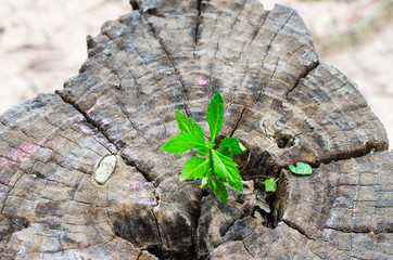 New green leaves born on old tree, textured background , nature stock photo