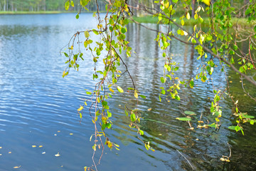 birch branches with yellow leaves on background of water