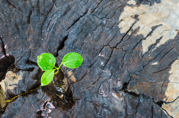 New green leaves born on old tree, textured background , nature stock photo