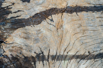 Tree bark background,water on tree bark.texture