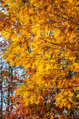 autumn yellow leaves blurred background of trees