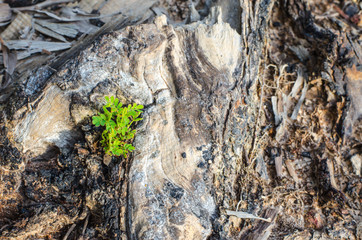 New green leaves born on old tree, textured background , nature stock photo