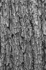 Tree bark background / texture