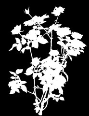isolated on black white rose flowers bush