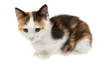 Adorable little kitten, isolated on white
