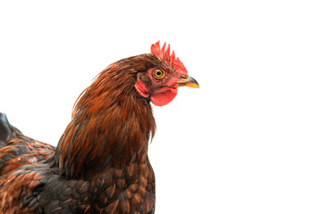 young cockerel
