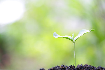 Growing plant