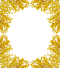 gold mimosa frame isolated on white