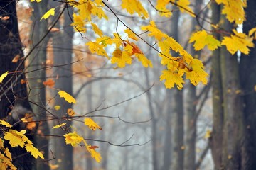 Autumn forest for autumn wallpaper.