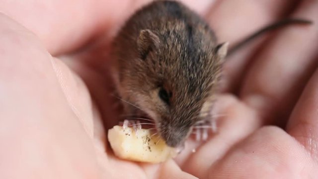 small cute animal forest birch mouse (Sicista betulina) eating cheese on a human palm
