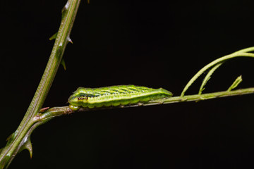 Obraz premium Common Acacia Blue caterpillar