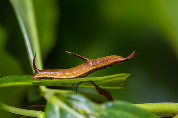 Common Map caterpillar