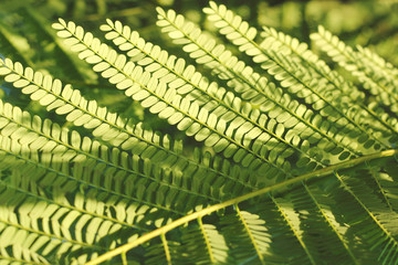 fresh and green leaves