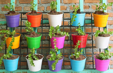 Fototapeta na wymiar green ivy in colorful pots