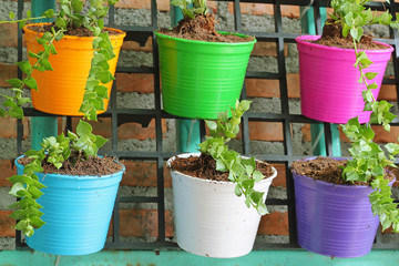 green ivy in colorful pots