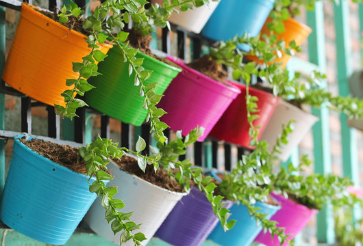 green ivy in colorful pots