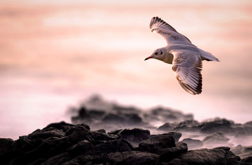 Flying seagull