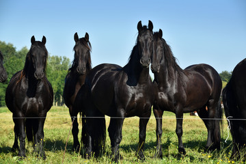 Black Friesian Horses standing on the pasture in Friesland.