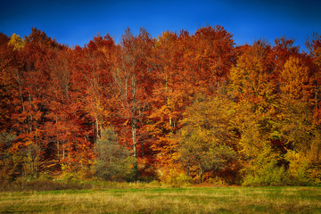 Obraz premium Golden autumn time