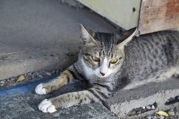 Cute Little Cat Lying on the floor happily.