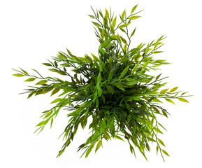 The green grass isolated on white. Top view.