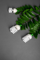 Three LED lamp with green leaf, ECO energy concept, close up. Light bulb on grey background. Saving  and Ecological Environment. Copy space.