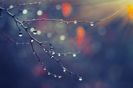 rain drops on a branch. shallow depth of field.