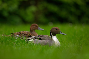 Northern Pintail, Anas Acuta, pair sitting in the green grass. Water bird in the meadow. Pait of beautiful animal in the nature habitat. Brown bird from Russia.