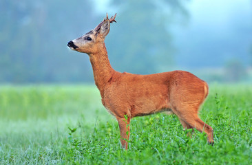Wild roe deer (Capreolus capreolus) in a field