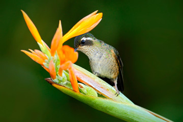 Hummingbird drinking nectar from orange and yellow flower. Hummingbird sucking nectar. Feeding scene with hummingbird. Hummingbird from Ecuador tropic forest. Exotic bird with flower in the forest.