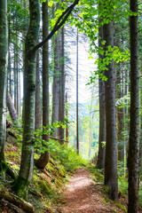 Path through green trees in forest © Pavlo Vakhrushev