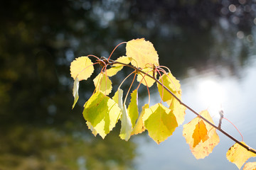 Branch with leaves close-up autumn