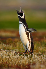 Bird in the grass. Penguin in the red evening grass, Magellanic penguin, Spheniscus magellanicus. Black and white penguin in the nature habitat, Falkland Islands. Beautiful penguin with open bill.