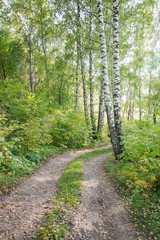 Fototapeta na wymiar Footpath and trees in the park in autumn