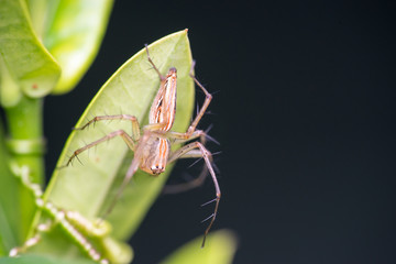 Lean lynx spider, Oxyopes macilentus