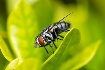 Flesh Fly (Sarcophaga crassipalpis Macquart)