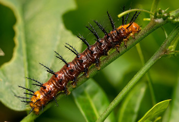 Caterpillar, Lepidoptera