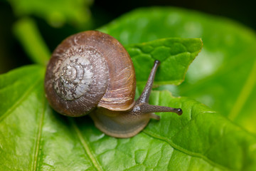 Snail (Gastropoda) on a green leaf