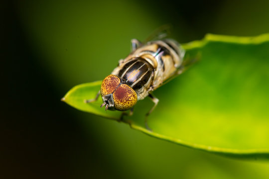Horse-fly, Tabanidae