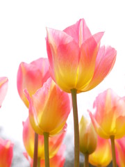 Fototapeta premium チューリップ
